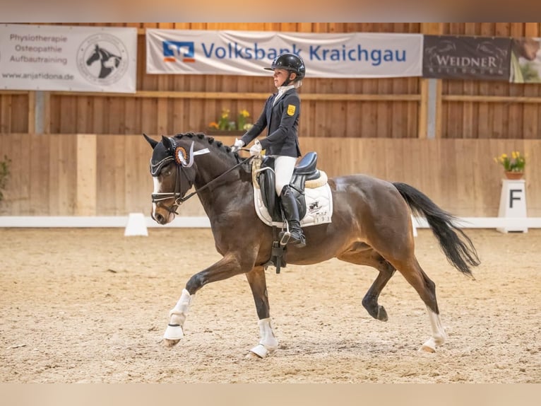 Deutsches Reitpony Wallach 14 Jahre 146 cm Brauner in Münster