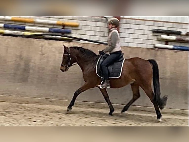 Deutsches Reitpony Wallach 14 Jahre 146 cm Brauner in Leezdorf