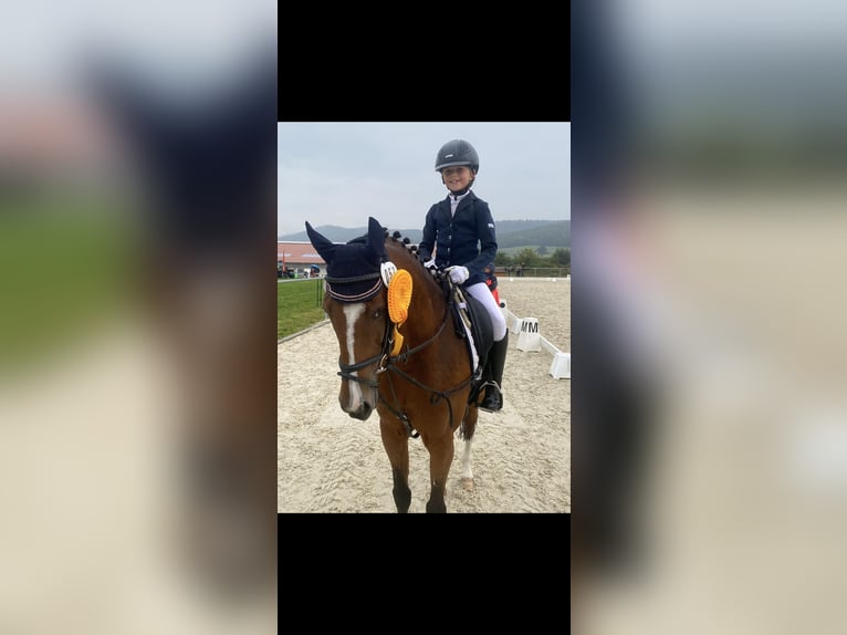 Deutsches Reitpony Wallach 14 Jahre 146 cm Brauner in Springe