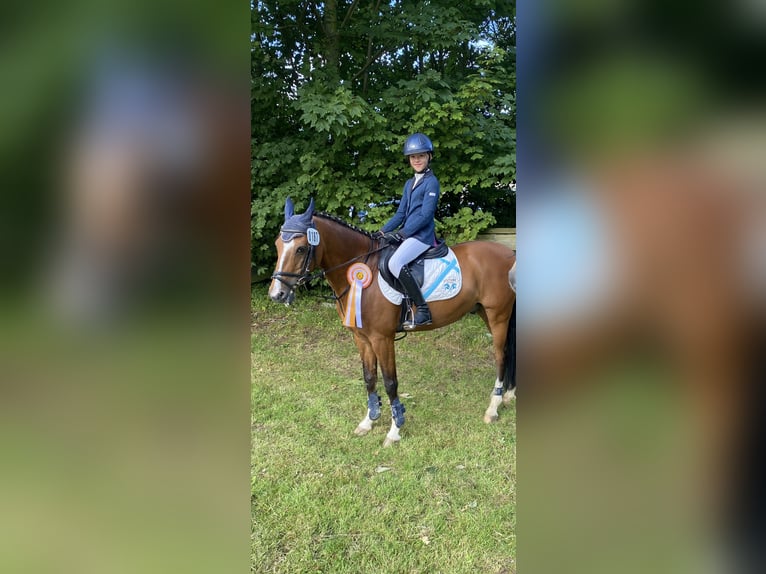 Deutsches Reitpony Wallach 14 Jahre 146 cm Brauner in Springe