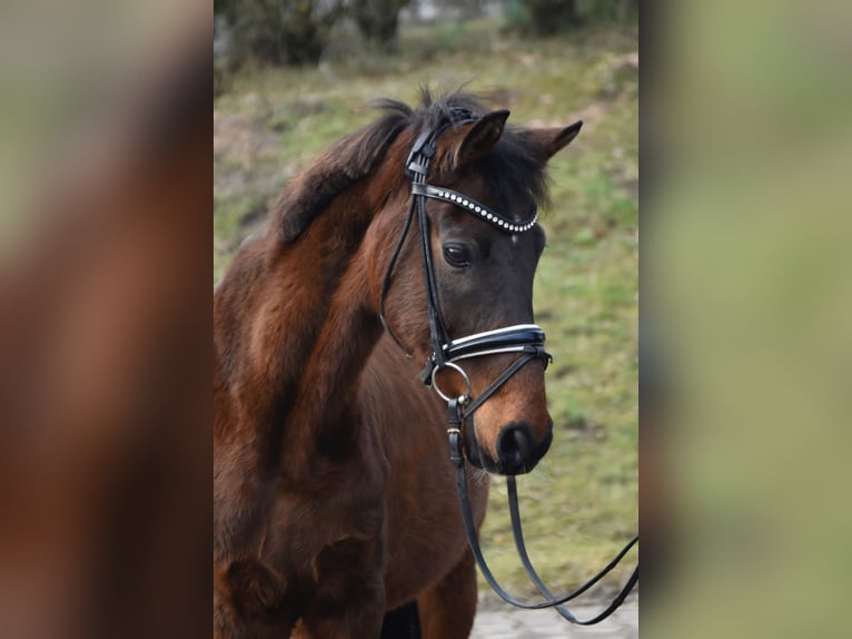 Deutsches Reitpony Wallach 14 Jahre 146 cm Dunkelbrauner in Fürstenau