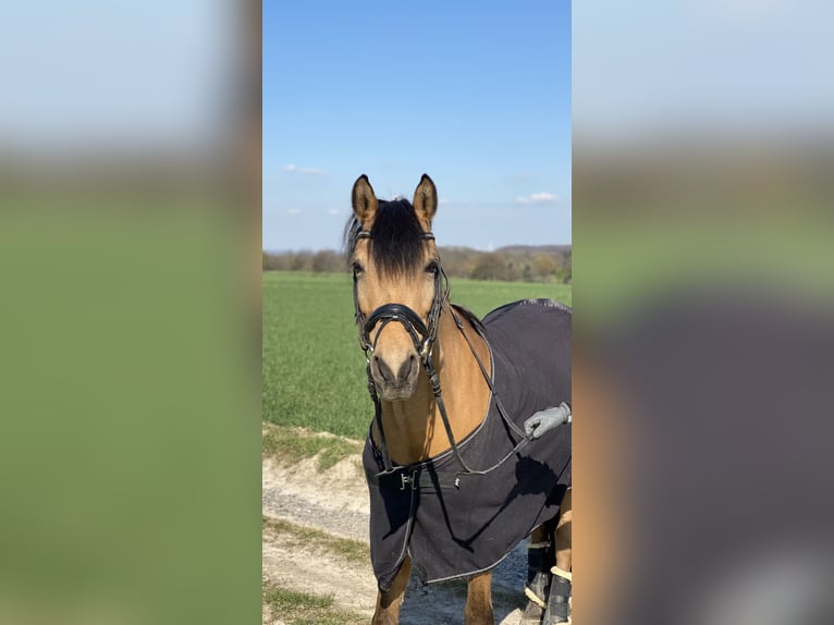 Deutsches Reitpony Wallach 14 Jahre 146 cm Falbe in Fröndenberg