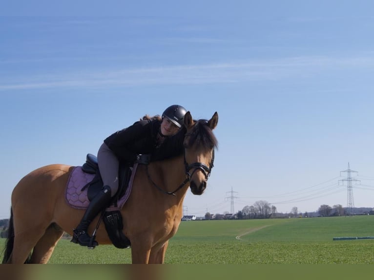 Deutsches Reitpony Wallach 14 Jahre 146 cm Falbe in Fröndenberg
