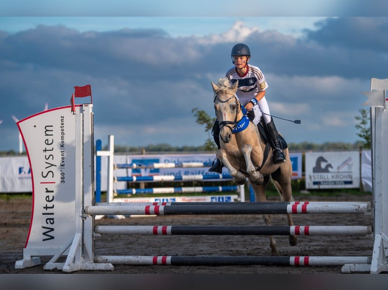 Deutsches Reitpony Wallach 14 Jahre 146 cm Palomino in Neufeld