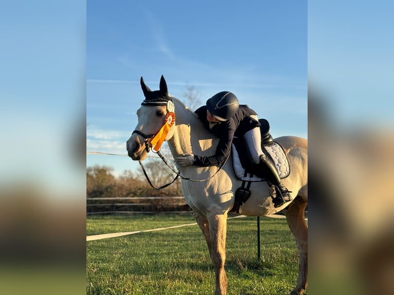 Deutsches Reitpony Wallach 14 Jahre 146 cm Palomino in Neufeld