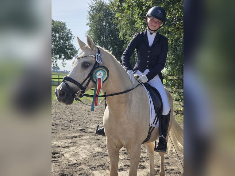 Deutsches Reitpony Wallach 14 Jahre 146 cm Palomino in Neufeld