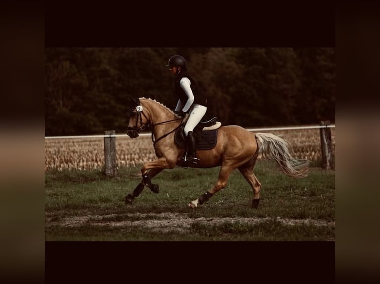 Deutsches Reitpony Wallach 14 Jahre 146 cm Palomino in Gescher