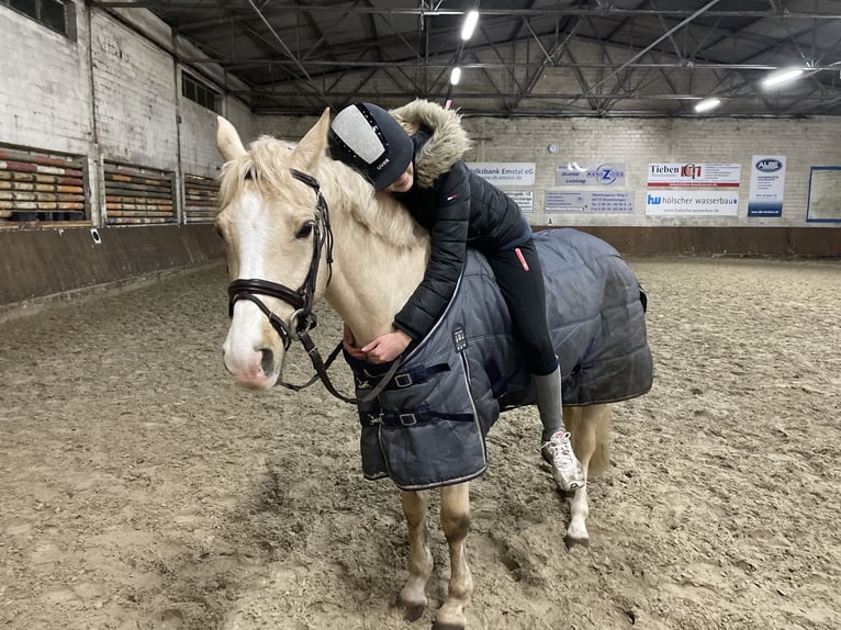 Deutsches Reitpony Wallach 14 Jahre 146 cm Palomino in Haren