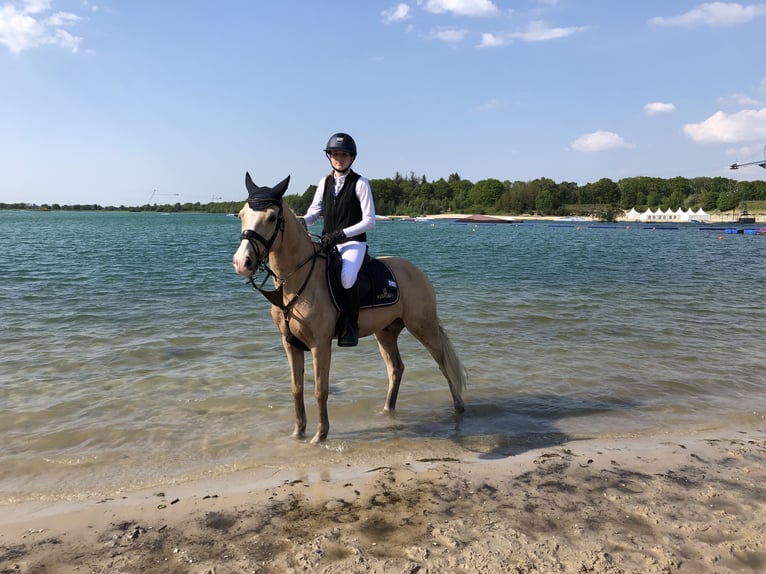 Deutsches Reitpony Wallach 14 Jahre 146 cm Palomino in Haren