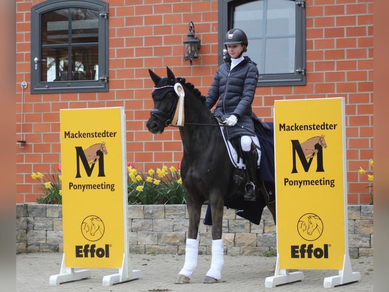 Deutsches Reitpony Wallach 14 Jahre 146 cm Rappe in Ganderkesee