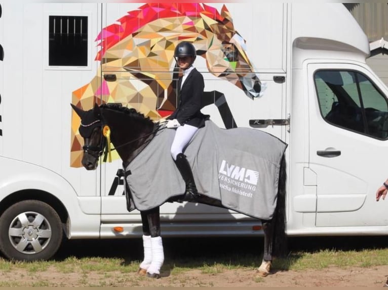 Deutsches Reitpony Wallach 14 Jahre 146 cm Rappe in Ganderkesee