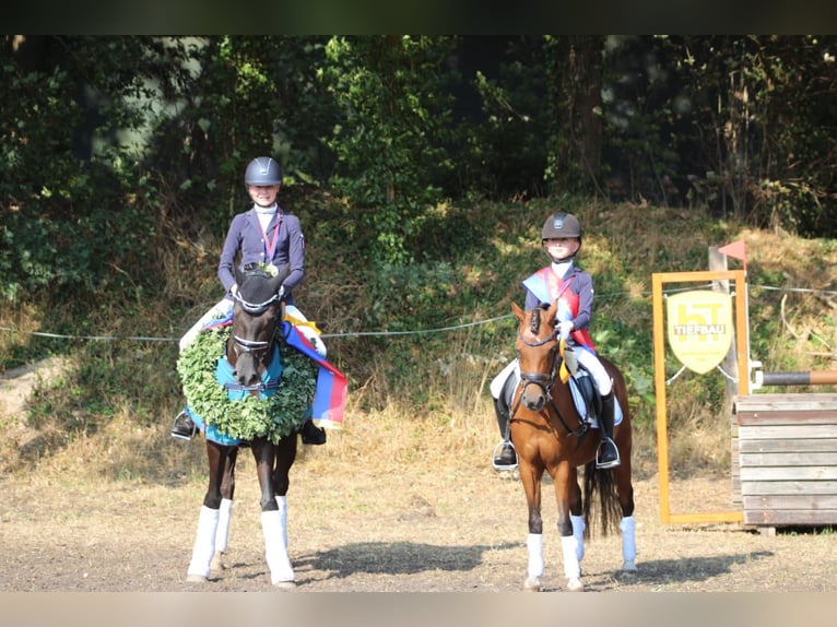 Deutsches Reitpony Wallach 14 Jahre 146 cm Rappe in Ganderkesee