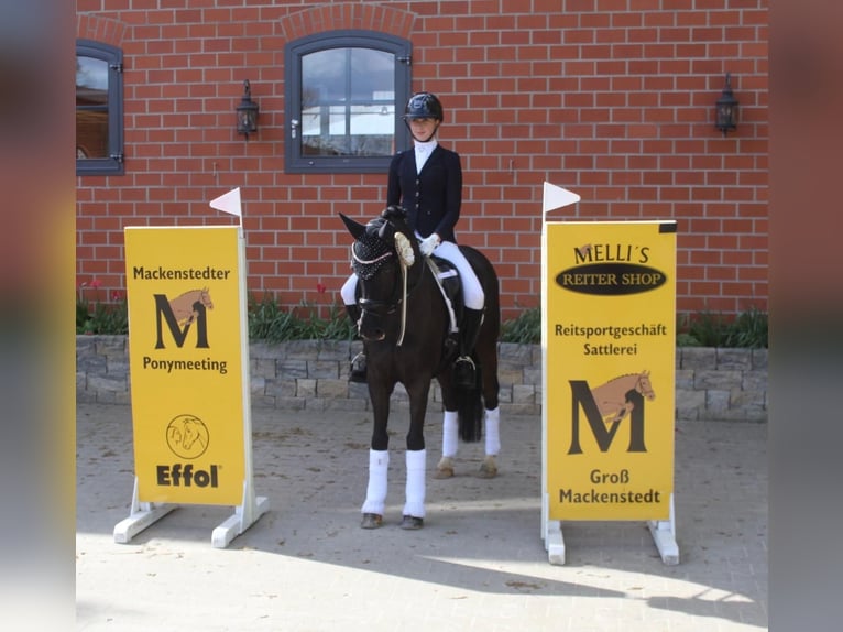 Deutsches Reitpony Wallach 14 Jahre 146 cm Rappe in Ganderkesee