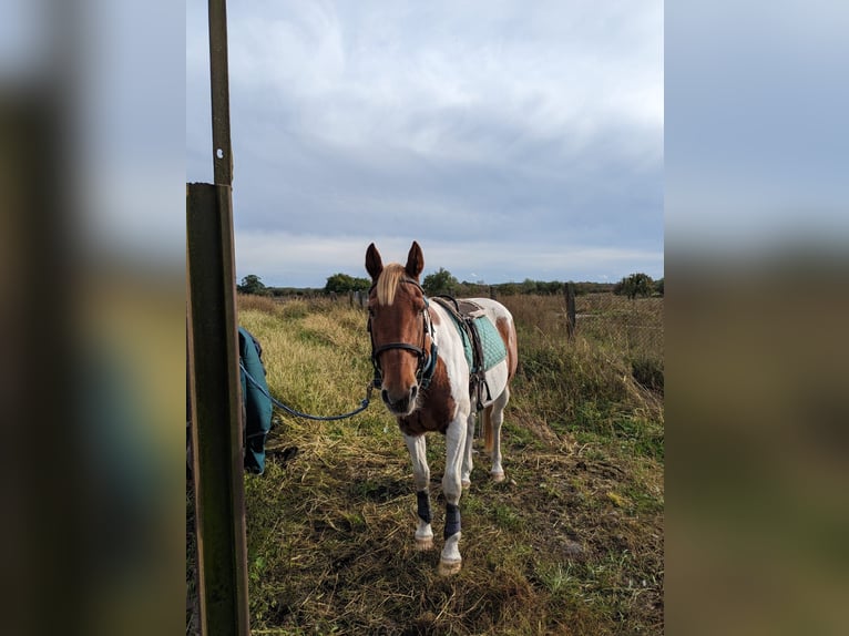 Deutsches Reitpony Mix Wallach 14 Jahre 146 cm Schecke in Neustrelitz