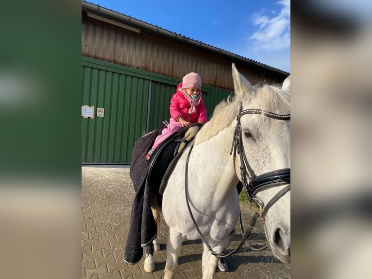 Deutsches Reitpony Wallach 14 Jahre 146 cm Schimmel in Berlin