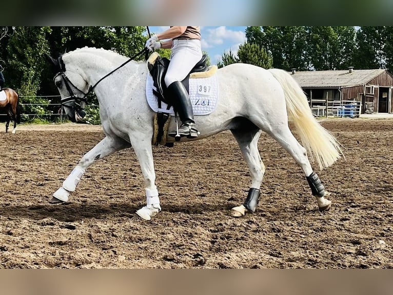 Deutsches Reitpony Wallach 14 Jahre 146 cm Schimmel in Berlin