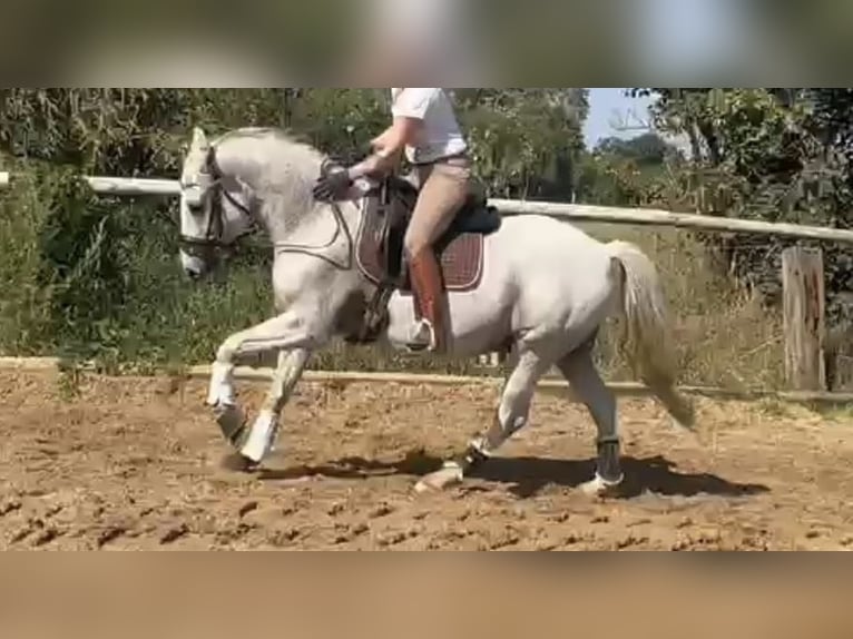 Deutsches Reitpony Wallach 14 Jahre 146 cm Schimmel in Berlin