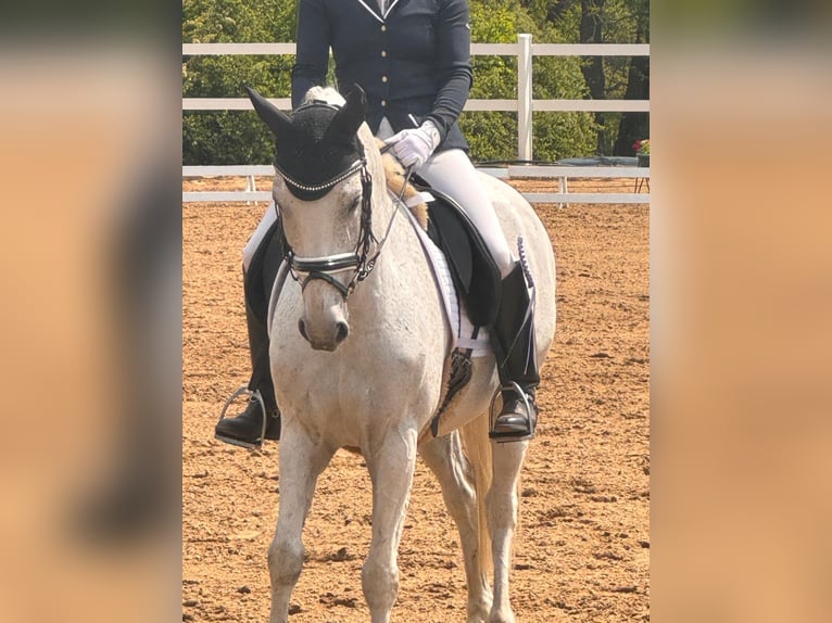 Deutsches Reitpony Wallach 14 Jahre 146 cm Schimmel in Berlin