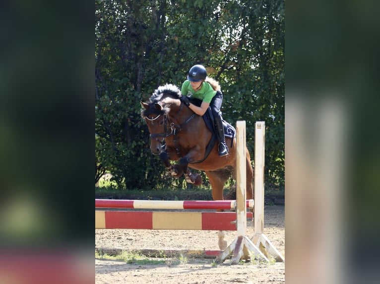 Deutsches Reitpony Wallach 14 Jahre 147 cm Brauner in Hörstel
