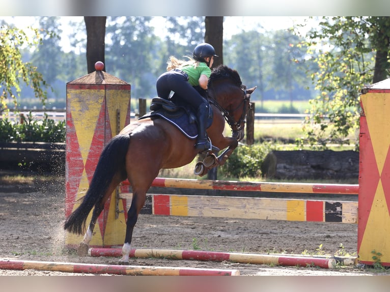 Deutsches Reitpony Wallach 14 Jahre 147 cm Brauner in Hörstel
