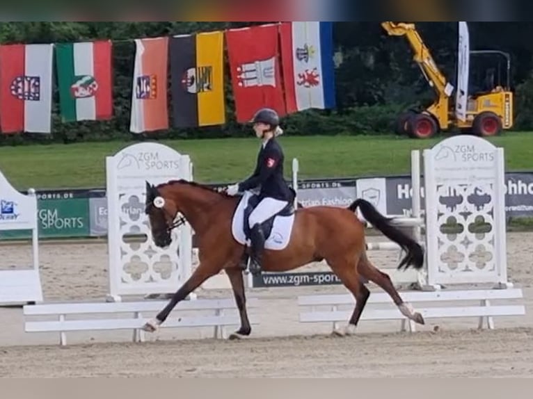 Deutsches Reitpony Wallach 14 Jahre 147 cm Brauner in Werne