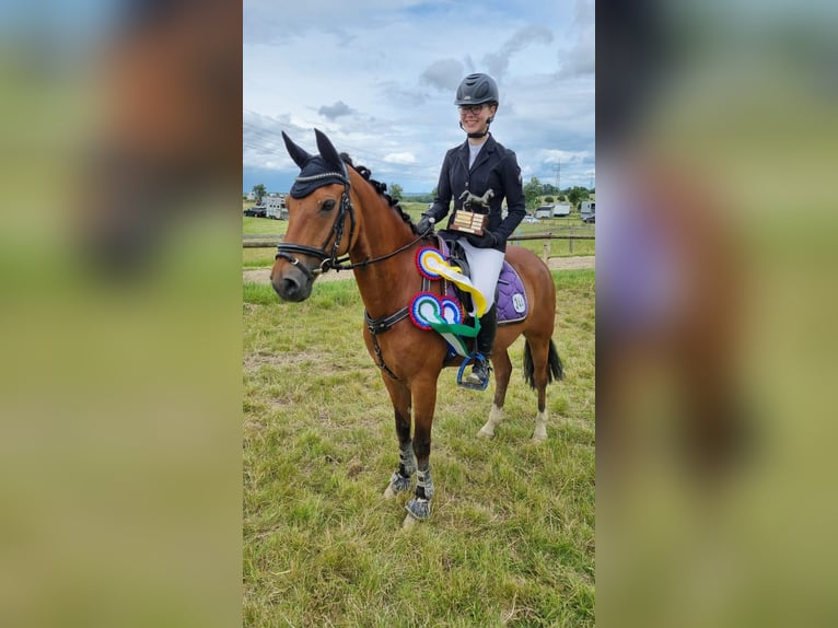 Deutsches Reitpony Wallach 14 Jahre 147 cm Brauner in Werne