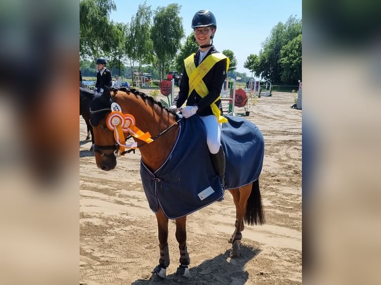 Deutsches Reitpony Wallach 14 Jahre 147 cm Brauner in Werne