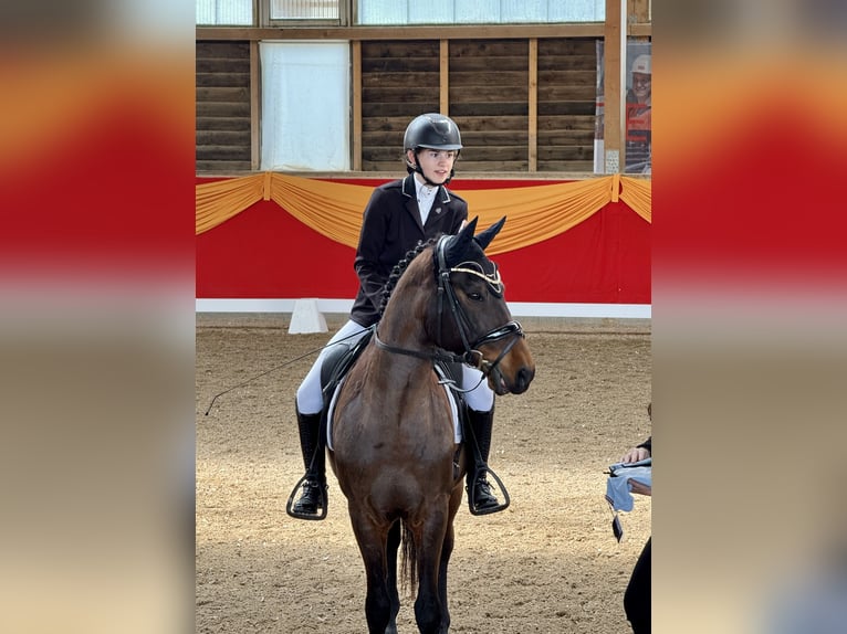 Deutsches Reitpony Wallach 14 Jahre 147 cm  in Talheim