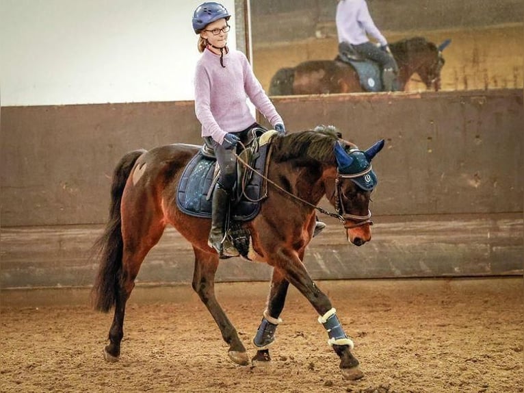 Deutsches Reitpony Wallach 14 Jahre 147 cm Dunkelbrauner in WolfenbüttelWolfenbüttel
