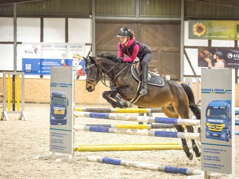 Deutsches Reitpony Wallach 14 Jahre 147 cm Dunkelbrauner in WolfenbüttelWolfenbüttel