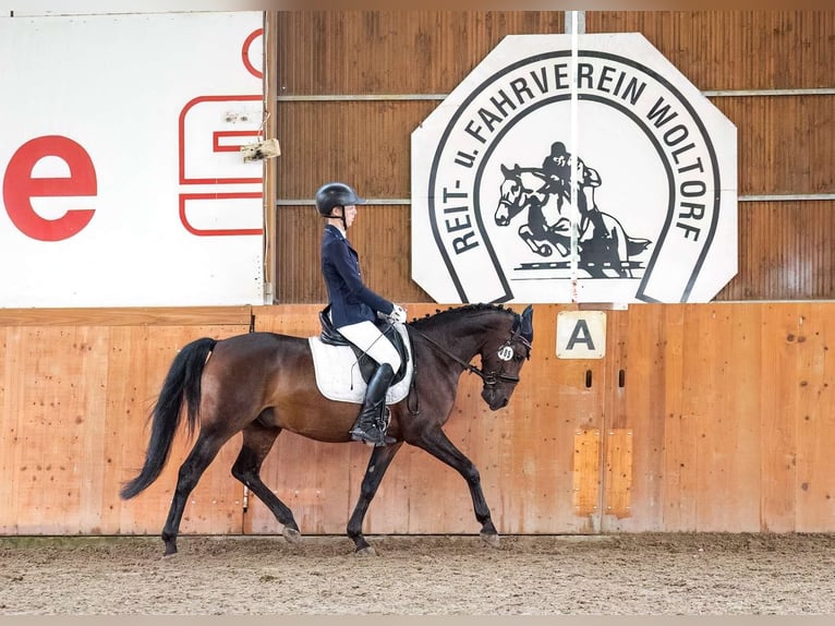Deutsches Reitpony Wallach 14 Jahre 147 cm Dunkelbrauner in WolfenbüttelWolfenbüttel