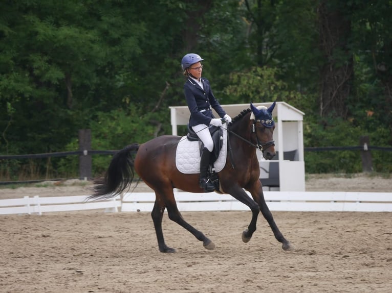Deutsches Reitpony Wallach 14 Jahre 147 cm Dunkelbrauner in WolfenbüttelWolfenbüttel