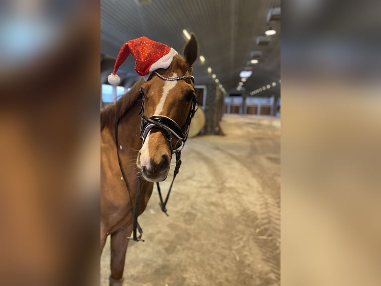 Deutsches Reitpony Wallach 14 Jahre 147 cm Fuchs in Dötlingen