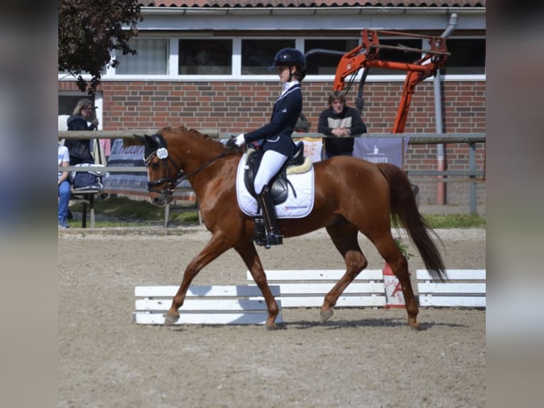 Deutsches Reitpony Wallach 14 Jahre 147 cm Fuchs in Dötlingen