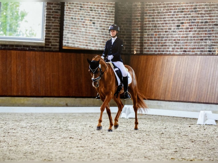 Deutsches Reitpony Wallach 14 Jahre 147 cm Fuchs in Dötlingen