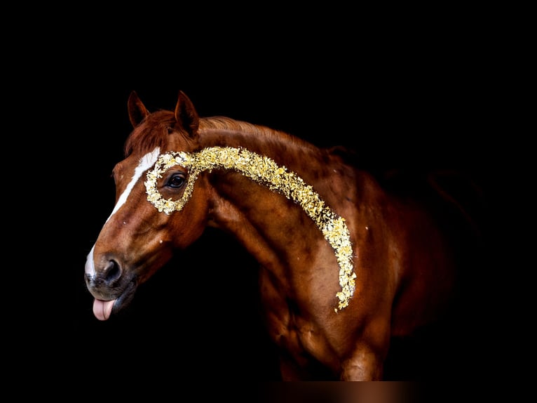 Deutsches Reitpony Wallach 14 Jahre 147 cm Fuchs in Dötlingen