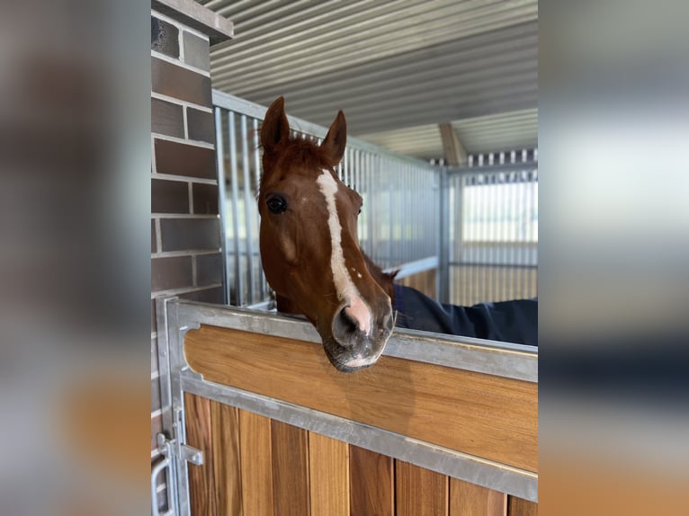 Deutsches Reitpony Wallach 14 Jahre 147 cm Fuchs in Dötlingen