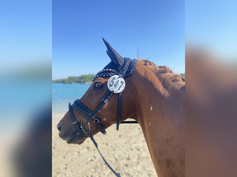 Deutsches Reitpony Wallach 14 Jahre 147 cm Fuchs in Dötlingen