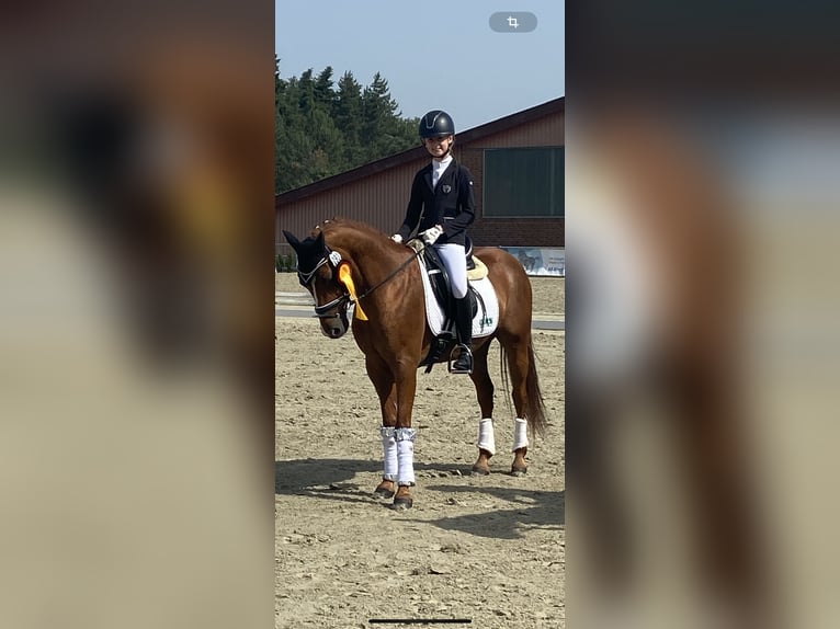 Deutsches Reitpony Wallach 14 Jahre 147 cm Fuchs in Dötlingen