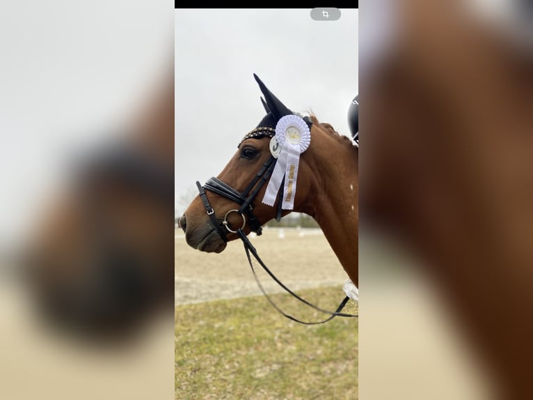 Deutsches Reitpony Wallach 14 Jahre 147 cm Fuchs in Dötlingen