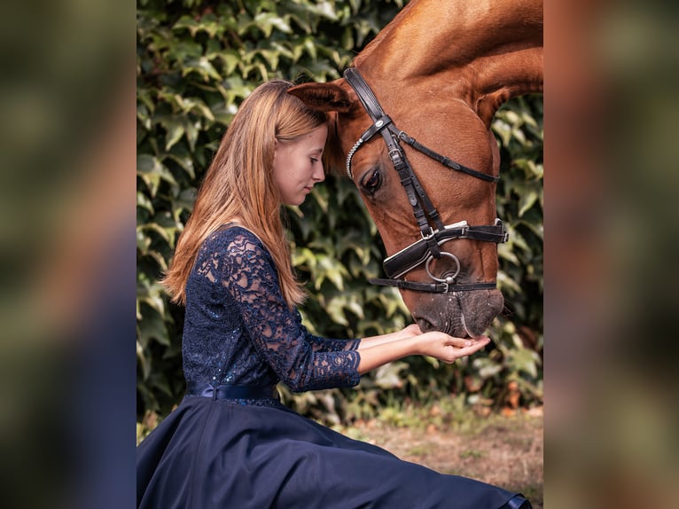 Deutsches Reitpony Wallach 14 Jahre 147 cm Fuchs in Dötlingen