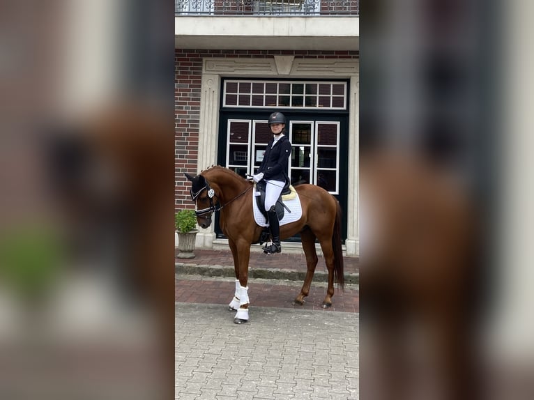 Deutsches Reitpony Wallach 14 Jahre 147 cm Fuchs in Dötlingen