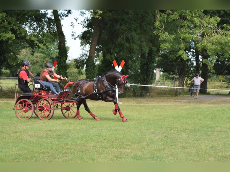 Deutsches Reitpony Wallach 14 Jahre 147 cm Schwarzbrauner in Warendorf