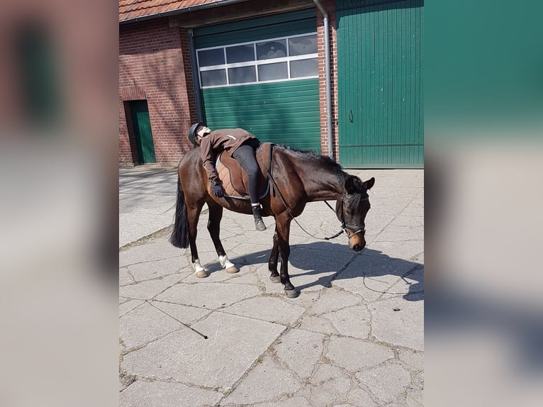 Deutsches Reitpony Wallach 14 Jahre 147 cm Schwarzbrauner in Warendorf