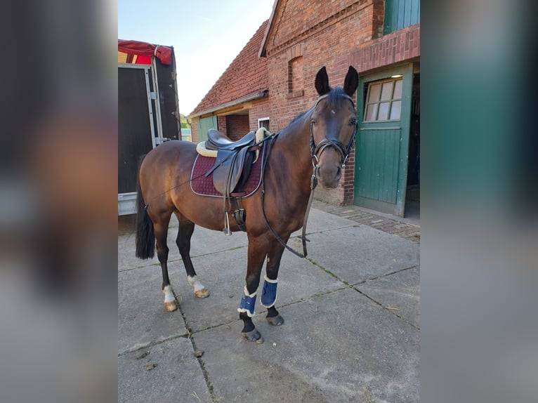 Deutsches Reitpony Wallach 14 Jahre 147 cm Schwarzbrauner in Warendorf