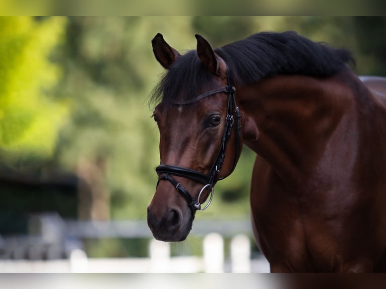 Deutsches Reitpony Wallach 14 Jahre 148 cm Brauner in Hennef