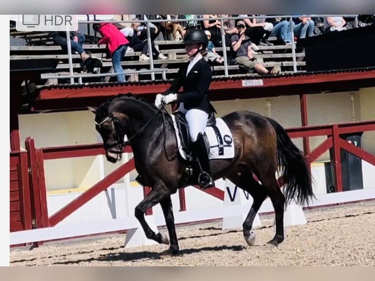 Deutsches Reitpony Wallach 14 Jahre 148 cm Brauner in K&#xF6;pingebro