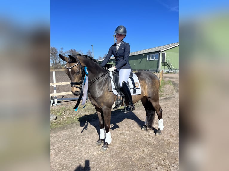 Deutsches Reitpony Wallach 14 Jahre 148 cm Brauner in K&#xF6;pingebro