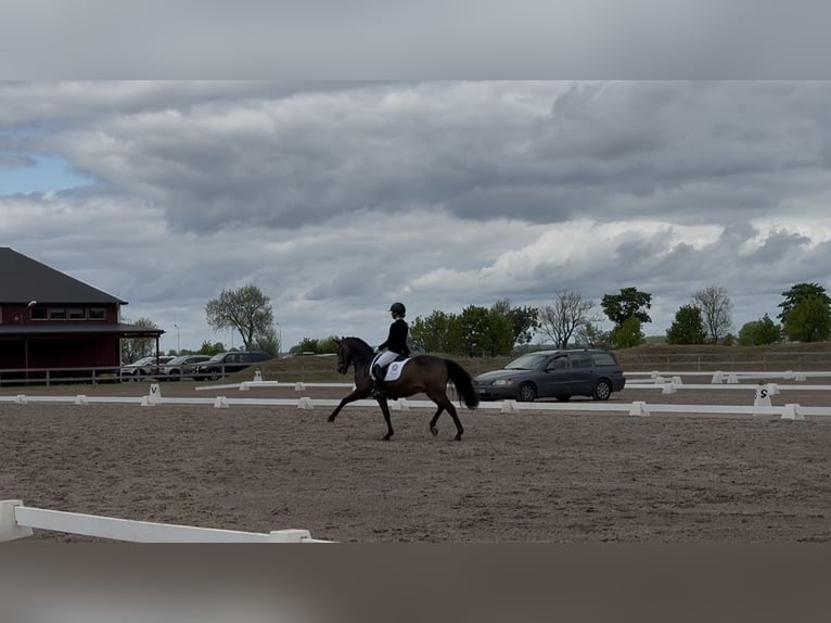 Deutsches Reitpony Wallach 14 Jahre 148 cm Brauner in K&#xF6;pingebro