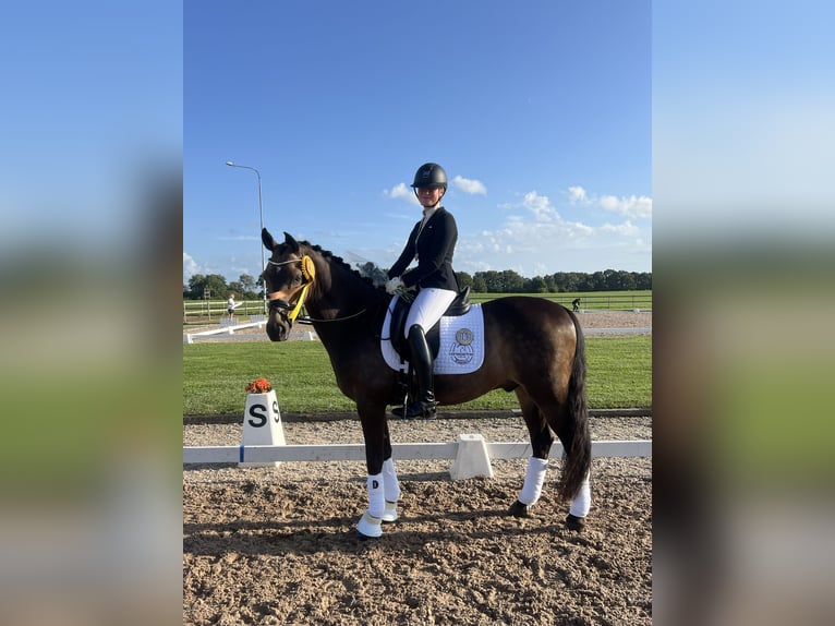 Deutsches Reitpony Wallach 14 Jahre 148 cm Brauner in K&#xF6;pingebro